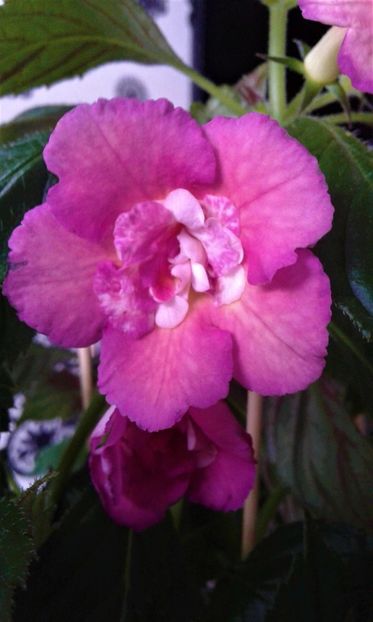  - Achimenes Nia 2020