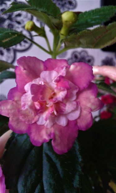  - Achimenes Nia 2020