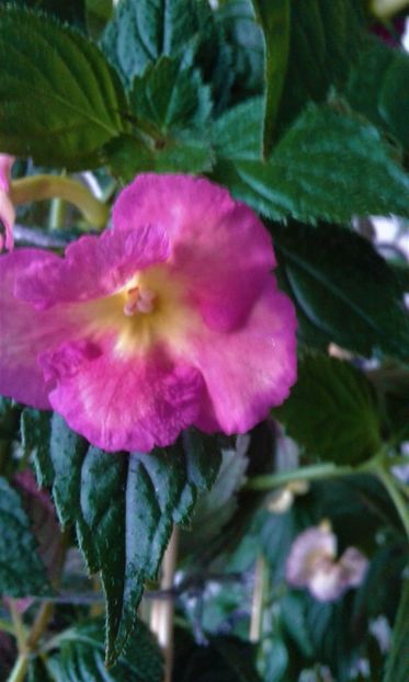  - Achimenes Nia 2020