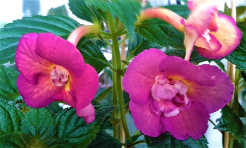  - Achimenes Nia 2020