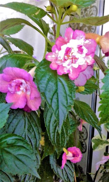  - Achimenes Nia 2020