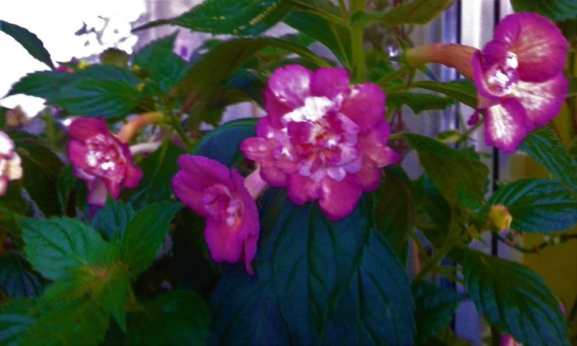  - Achimenes Nia 2020