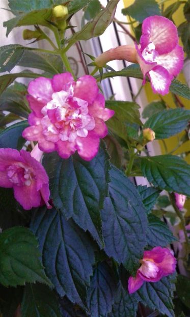  - Achimenes Nia 2020