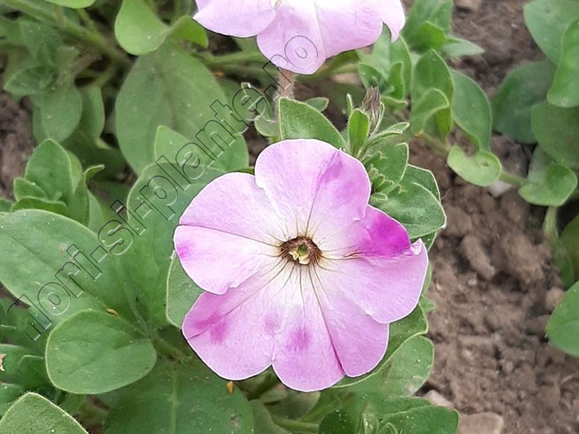 Petunia hibrid - Petunia