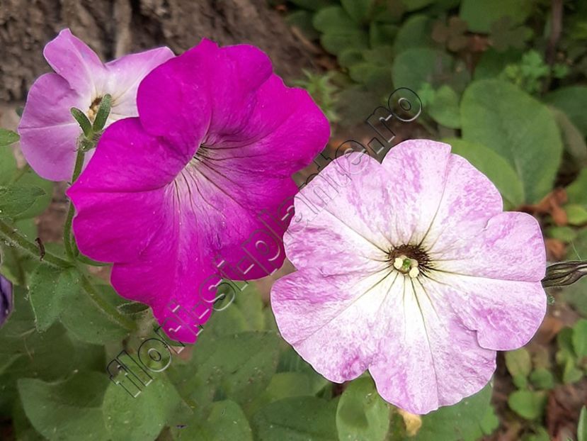 Petunia hibrid - Petunia