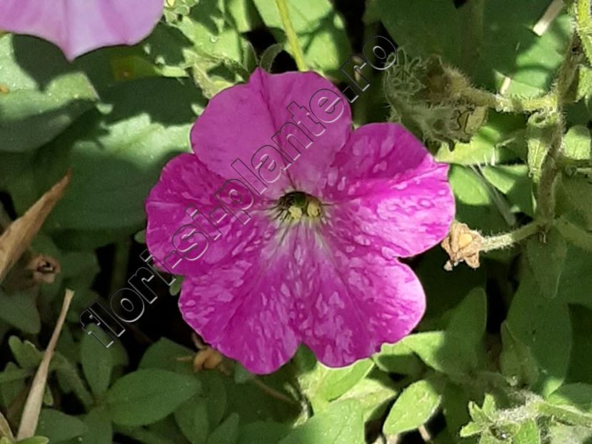 Petunia hibrid - Petunia