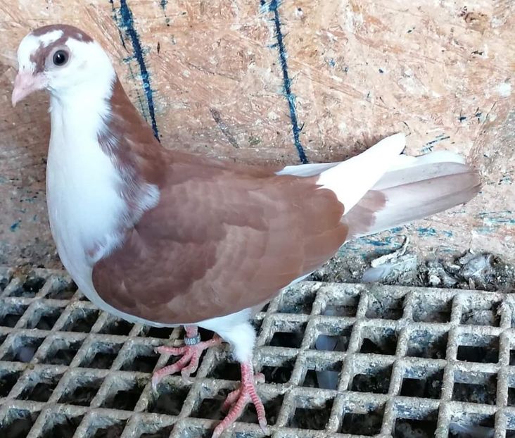  - porumbei care mi-au apartinut