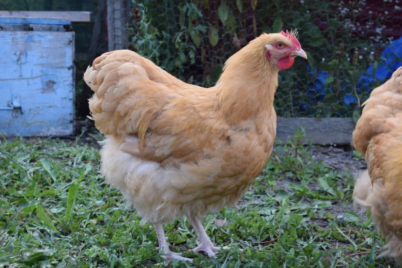  - Orpington galben
