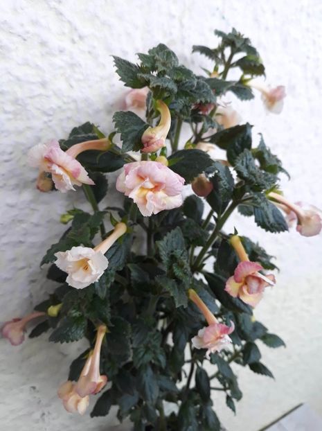  - 001 2021 - Limoncello