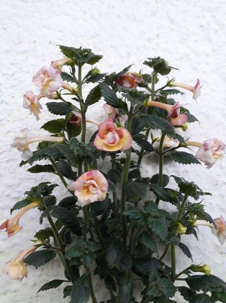  - 001 2021 - Limoncello