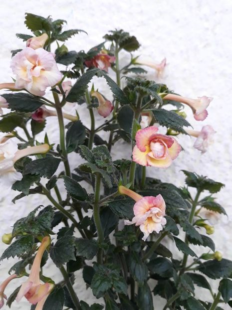  - 001 2021 - Limoncello