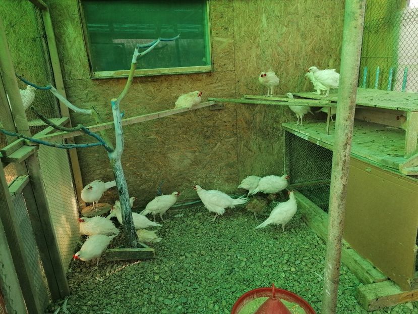  - Pui fazan comun alb 2020