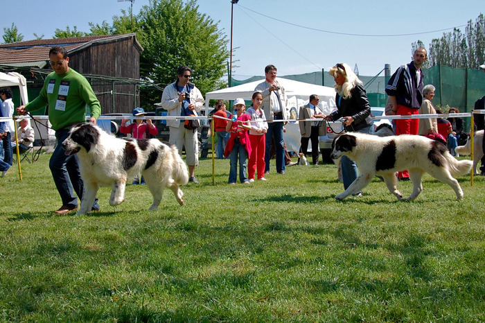  - 6-CACIB SATU MARE -25-04-2009