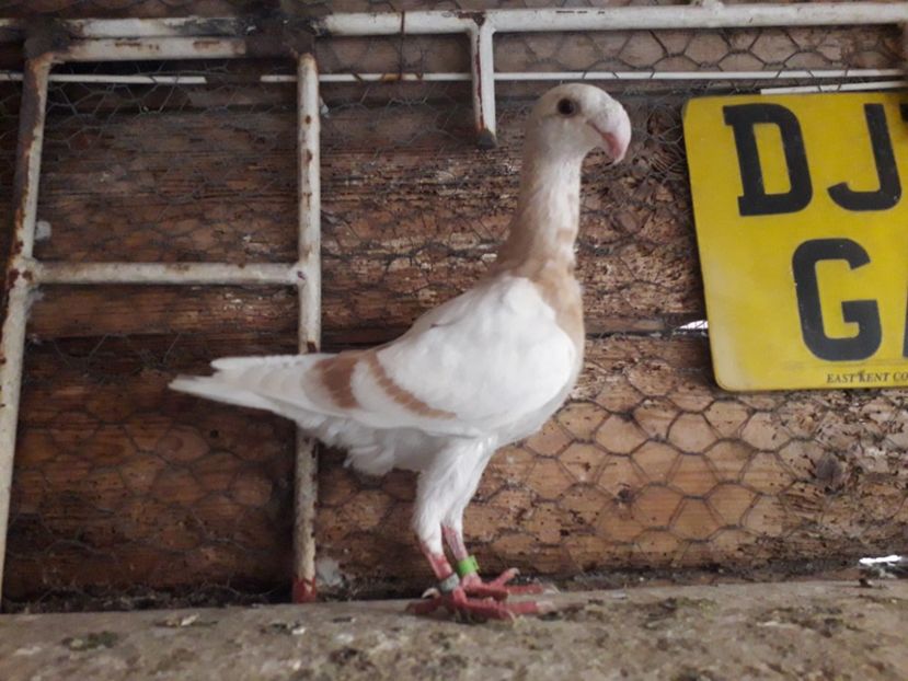  - Pui voiajori germani 2020