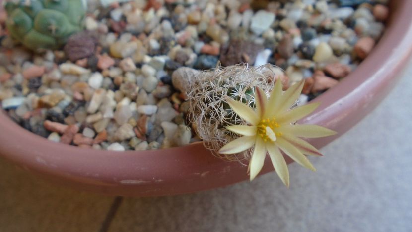 Turbinicarpus krainzianus v. minimus - Cactusi 2020 evolutie vara