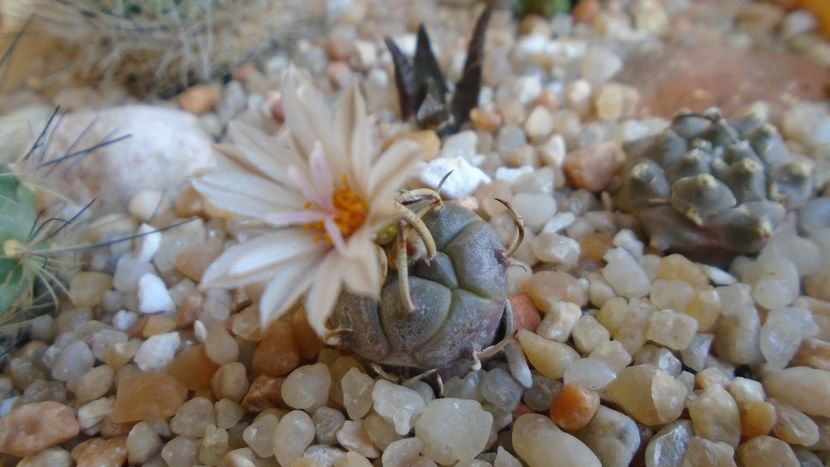Turbinicarpus klinkerianus, L1065, El Huizache, SLP - Cactusi 2020 evolutie vara