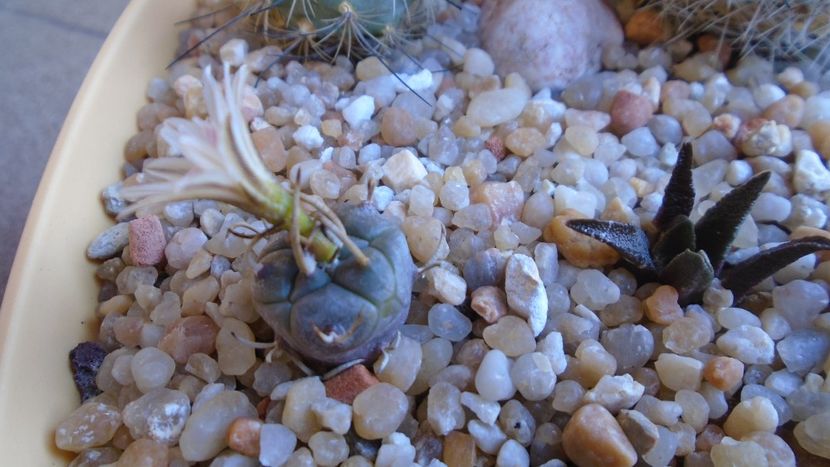Turbinicarpus klinkerianus, L1065, El Huizache, SLP - Cactusi 2020 evolutie vara