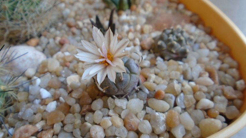 Turbinicarpus klinkerianus, L1065, El Huizache, SLP - Cactusi 2020 evolutie vara