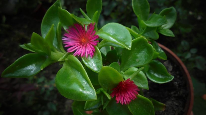 Aptenia cordifolia - Culori 2020