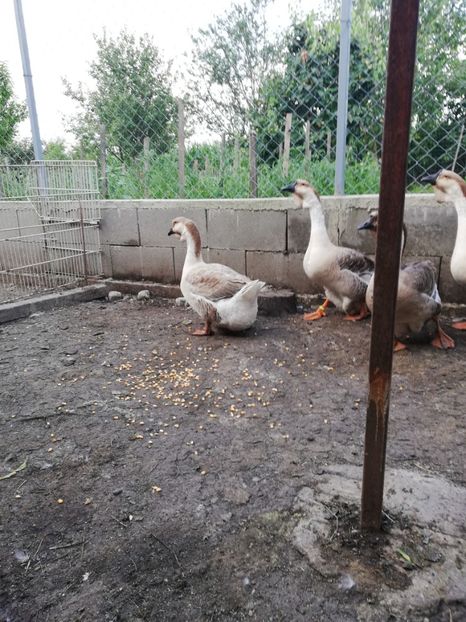  - A2 Gaste africane 2020