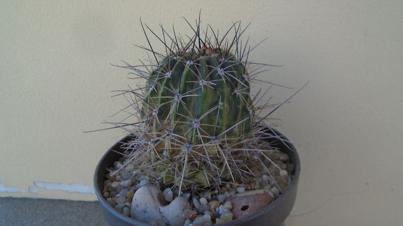 Lobivia jajoiana cv. Anemone (Echinopsis marsoneri) - Cactusi 2020 evolutie vara