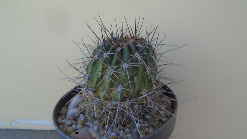 Lobivia jajoiana cv. Anemone (Echinopsis marsoneri) - Cactusi 2020 evolutie vara