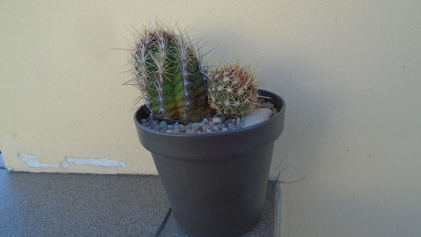 Thelocactus bicolor ssp. pottsii - Cactusi 2020 evolutie vara