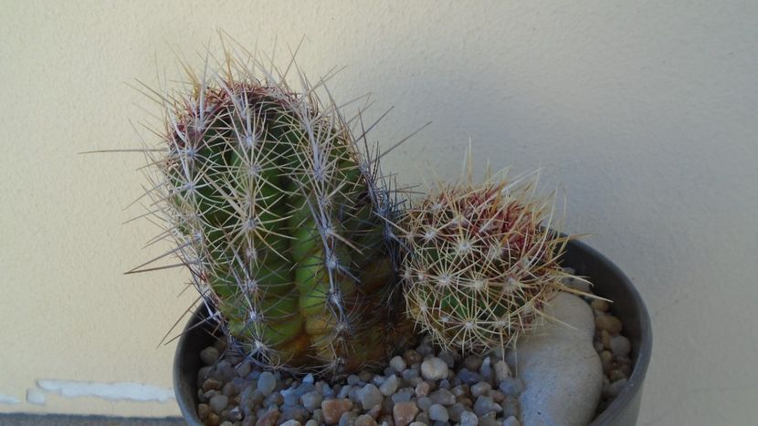 Thelocactus bicolor ssp. pottsii - Cactusi 2020 evolutie vara