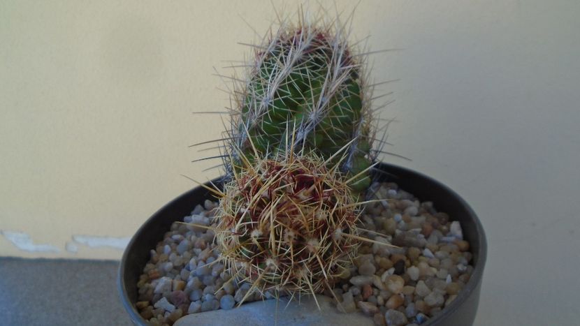 Thelocactus bicolor ssp. pottsii - Cactusi 2020 evolutie vara