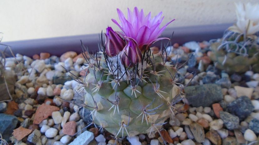Turbinicarpus viereckii - Cactusi 2020 evolutie vara