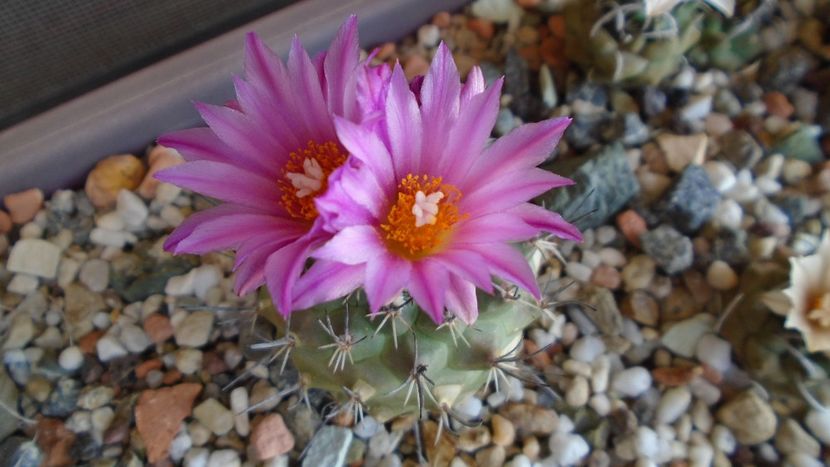 Turbinicarpus viereckii - Cactusi 2020 evolutie vara