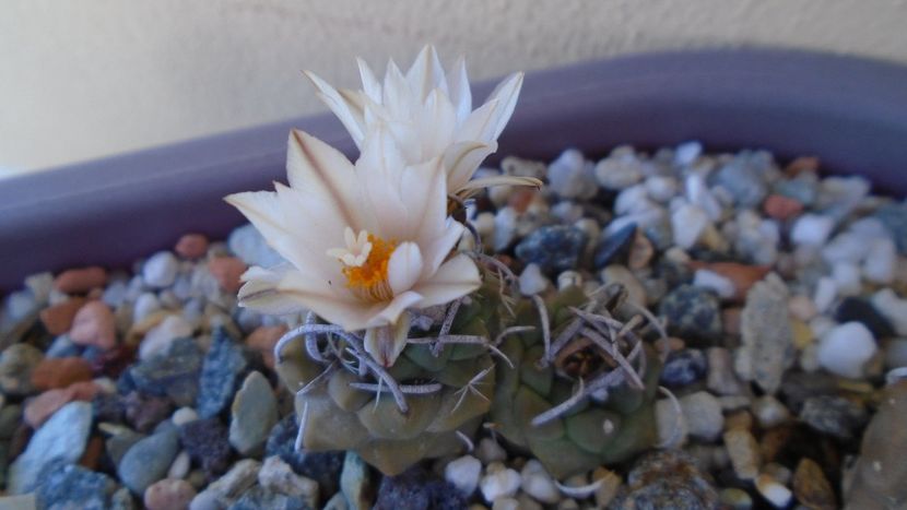 Turbinicarpus klinkerianus - Cactusi 2020 evolutie vara