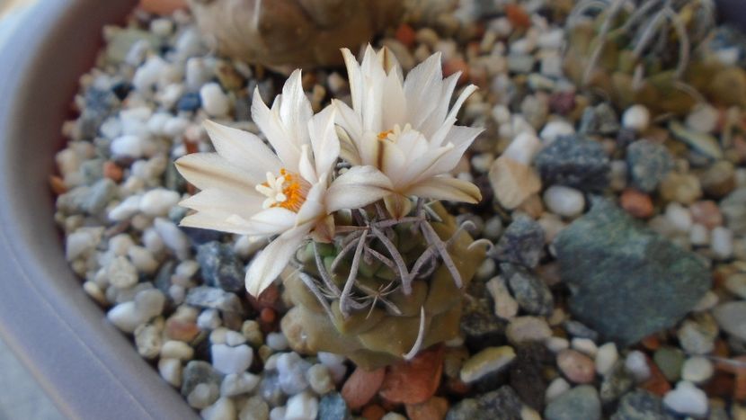 Turbinicarpus klinkerianus - Cactusi 2020 evolutie vara