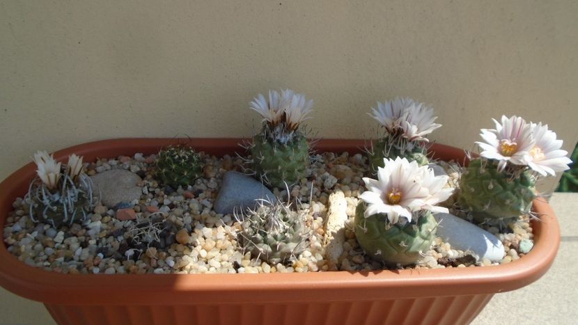 Grup de 8 Turbinicarpus - Cactusi 2020 evolutie vara