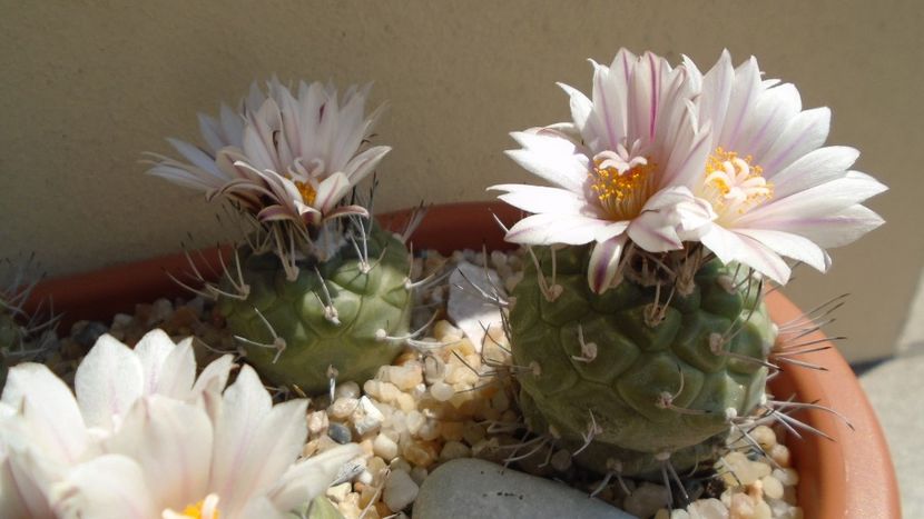 Turbinicarpus hb. - Cactusi 2020 evolutie vara