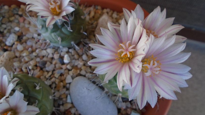 Turbinicarpus hb. - Cactusi 2020 evolutie vara