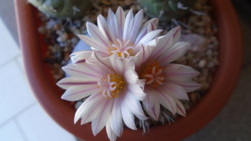 Turbinicarpus hb. - Cactusi 2020 evolutie vara