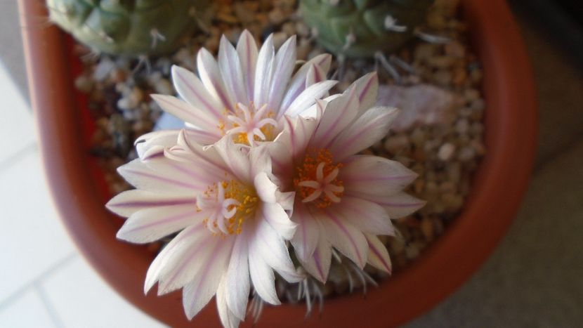 Turbinicarpus hb. - Cactusi 2020 evolutie vara