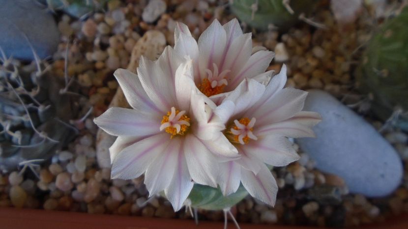 Turbinicarpus hb. - Cactusi 2020 evolutie vara