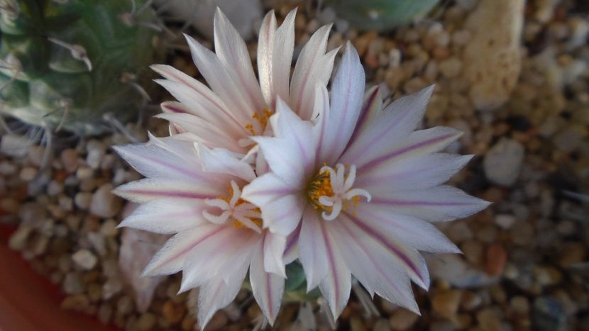 Turbinicarpus hb. - Cactusi 2020 evolutie vara