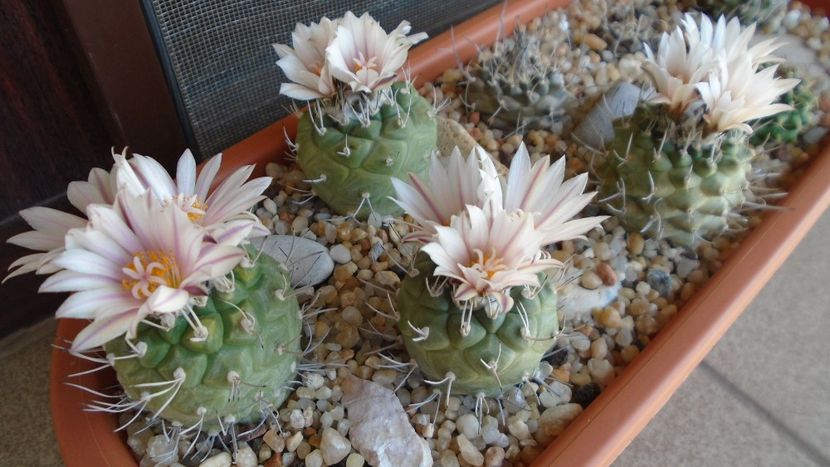 Turbinicarpus hb. - Cactusi 2020 evolutie vara