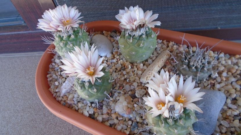 Turbinicarpus hb. - Cactusi 2020 evolutie vara