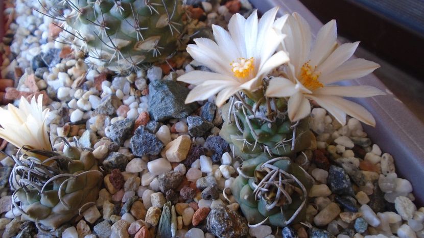 Turbinicarpus klinkerianus - Cactusi 2020 evolutie vara