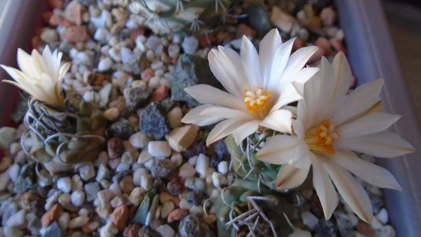 Turbinicarpus klinkerianus - Cactusi 2020 evolutie vara