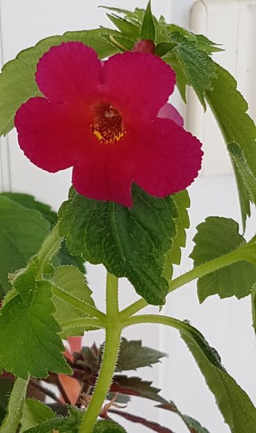 Amazing Grace - Achimenes 2020