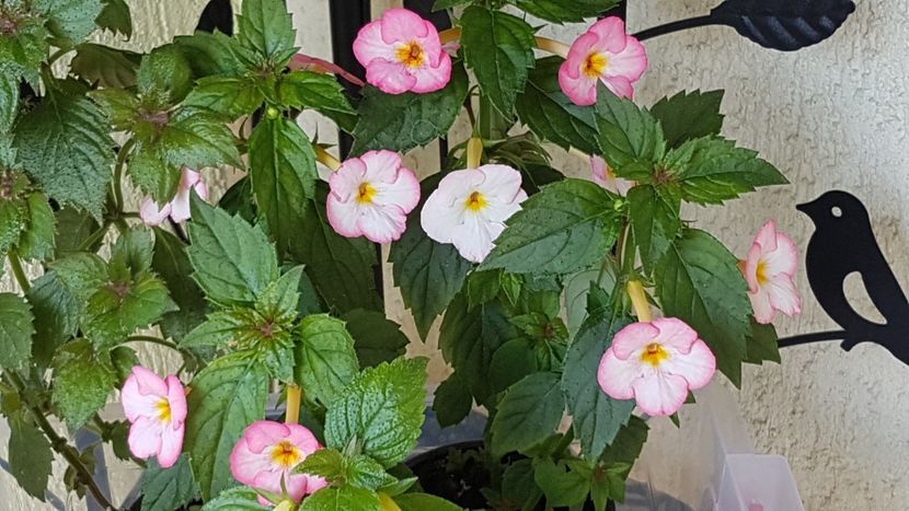 Ivory Blush - Achimenes 2020