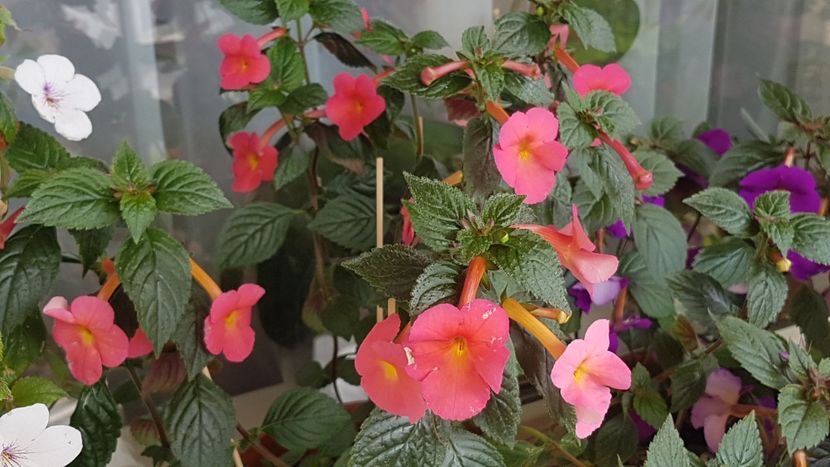 Peach Cascade - Achimenes 2020