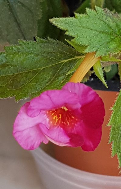 Cherry Blossom - Achimenes 2020