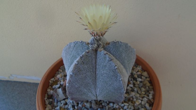 Astrophytum coahuilense - Cactusi 2020 evolutie vara