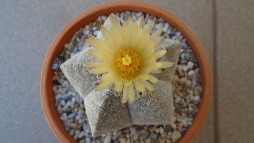 Astrophytum coahuilense - Cactusi 2020 evolutie vara